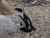 A 4-year-old penguin named Lucas has been fitted with custom orthopedic footwear.