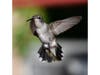 A hummingbird in Ramona, California. 