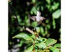 A hummingbird in Ramona, California. 