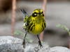 A Townsend's warbler in Ramona, California. 