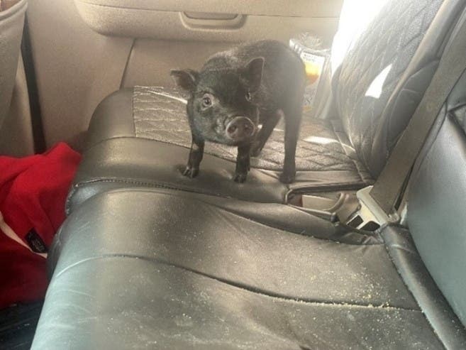 Authorities are reminding travelers that some pets aren't allowed into the United States after this little piggy was stopped at the border and sent back home.