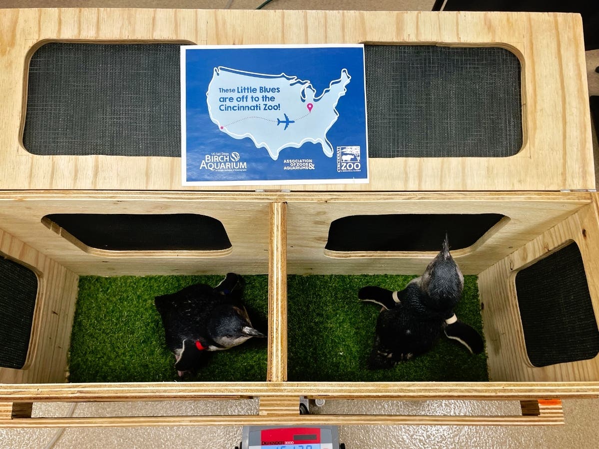 The Birch Aquarium at Scripps Institution of Oceanography at UC San Diego opened the Beyster Family Little Blue Penguins Exhibit​​ in July.