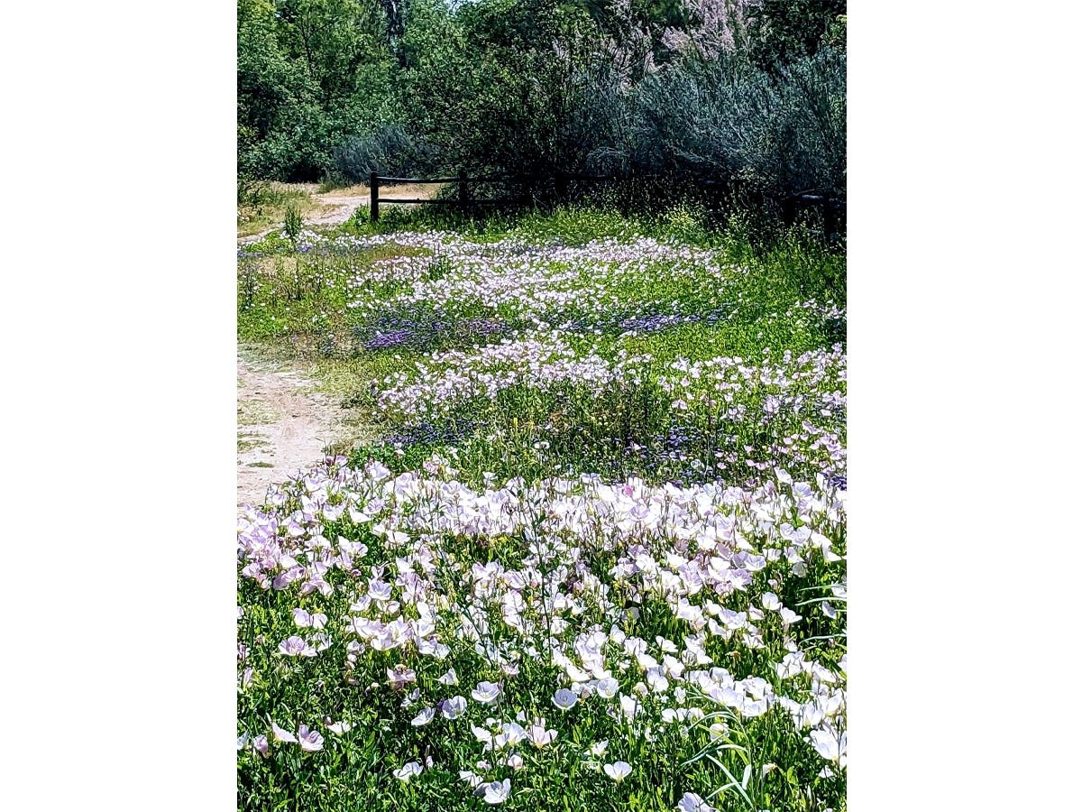 Wildflowers in Santee, California. 