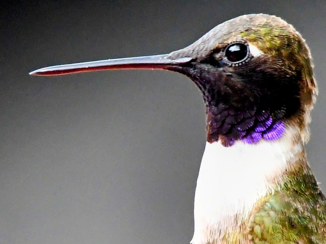 A black-chinned hummingbird in Ramona, California. 