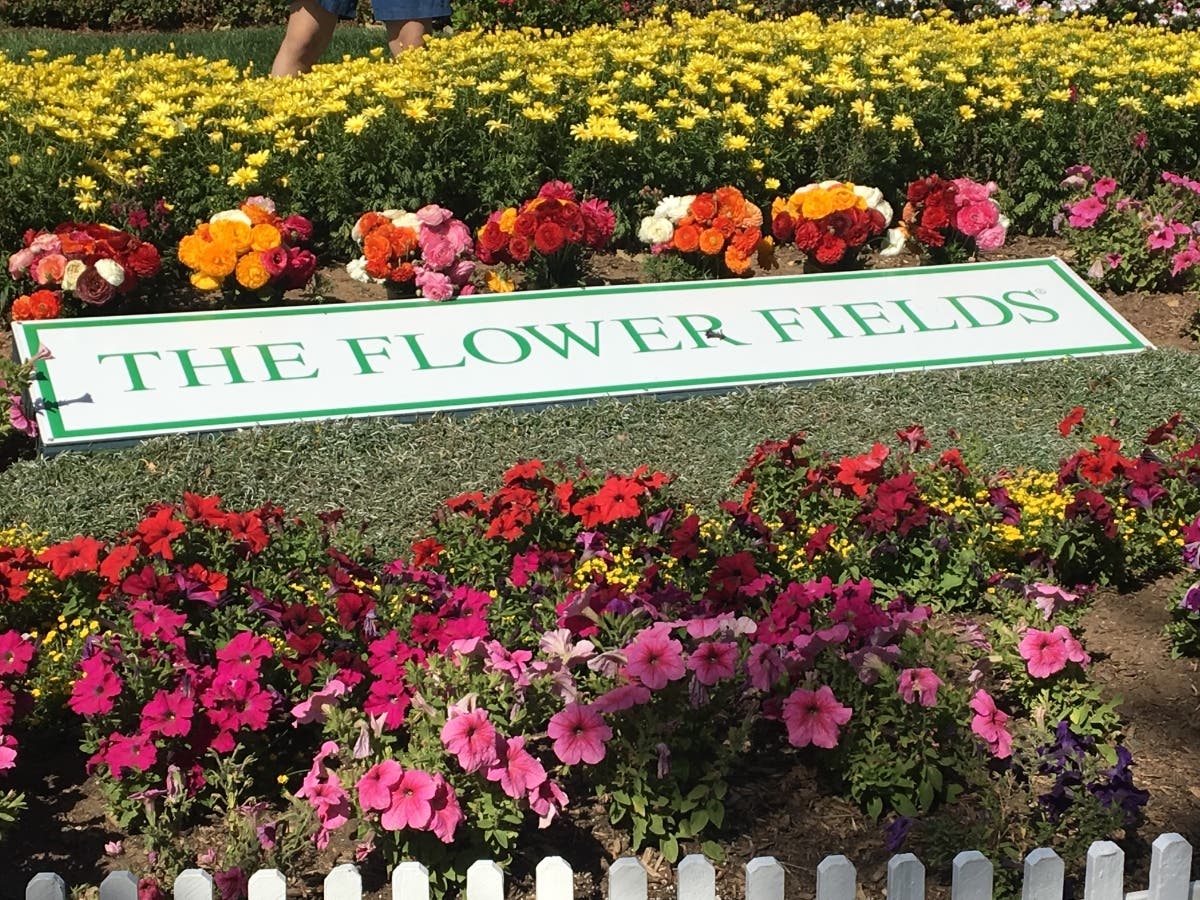 The Flower Fields at Carlsbad Ranch will stay open an additional week.