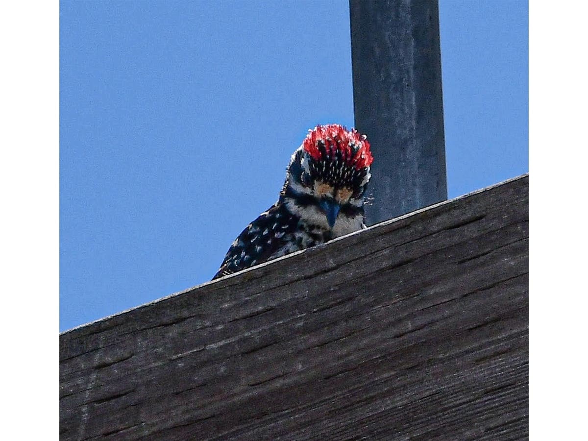 A Nuttall's woodpecker in Santee, California. 