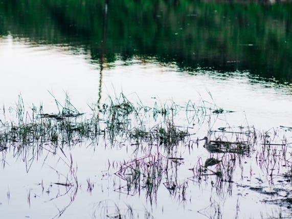 Bird At Agua Hedionda Lagoon: Photo Of The Day | Carlsbad, CA Patch