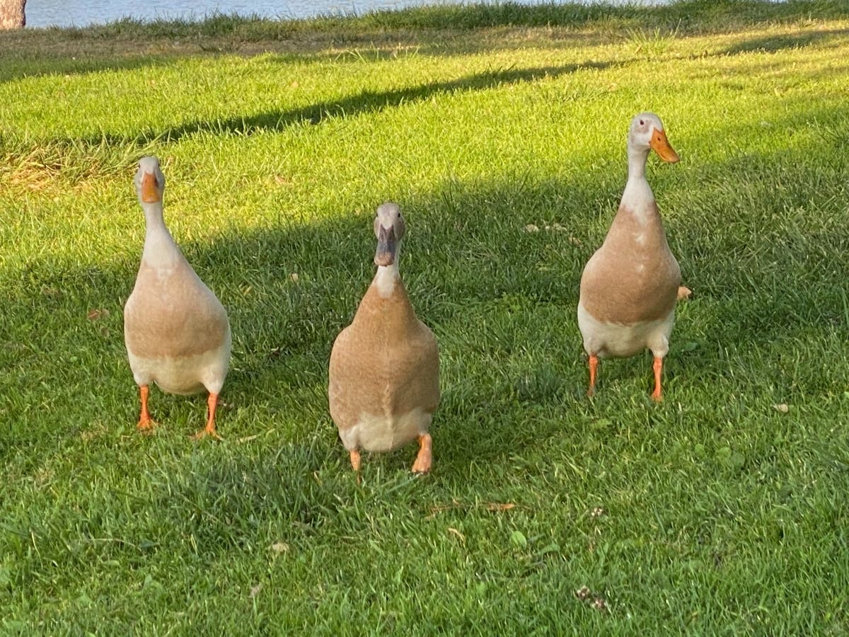 Ducks at Lindo Lake County Park​ in Lakeside. 
