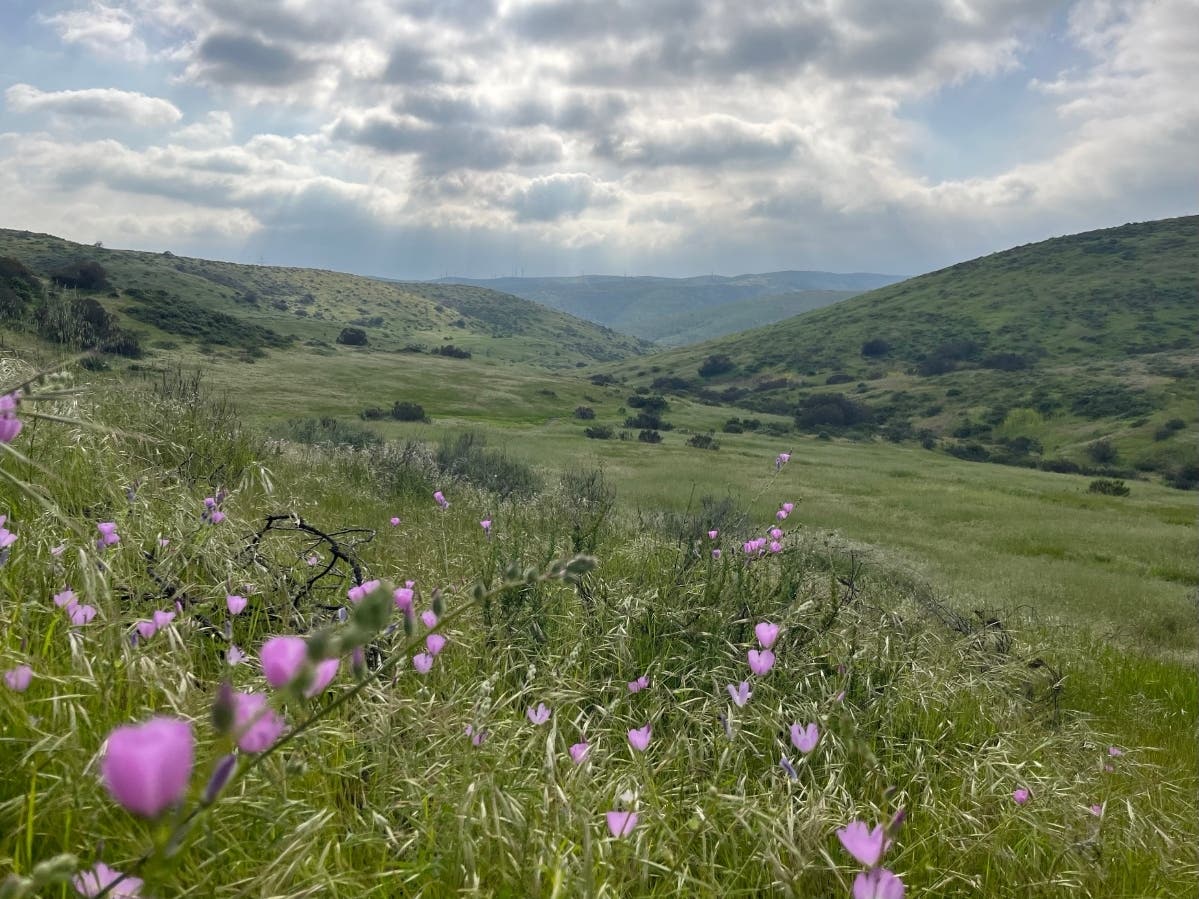 Sycamore Canyon Open Space Preserve