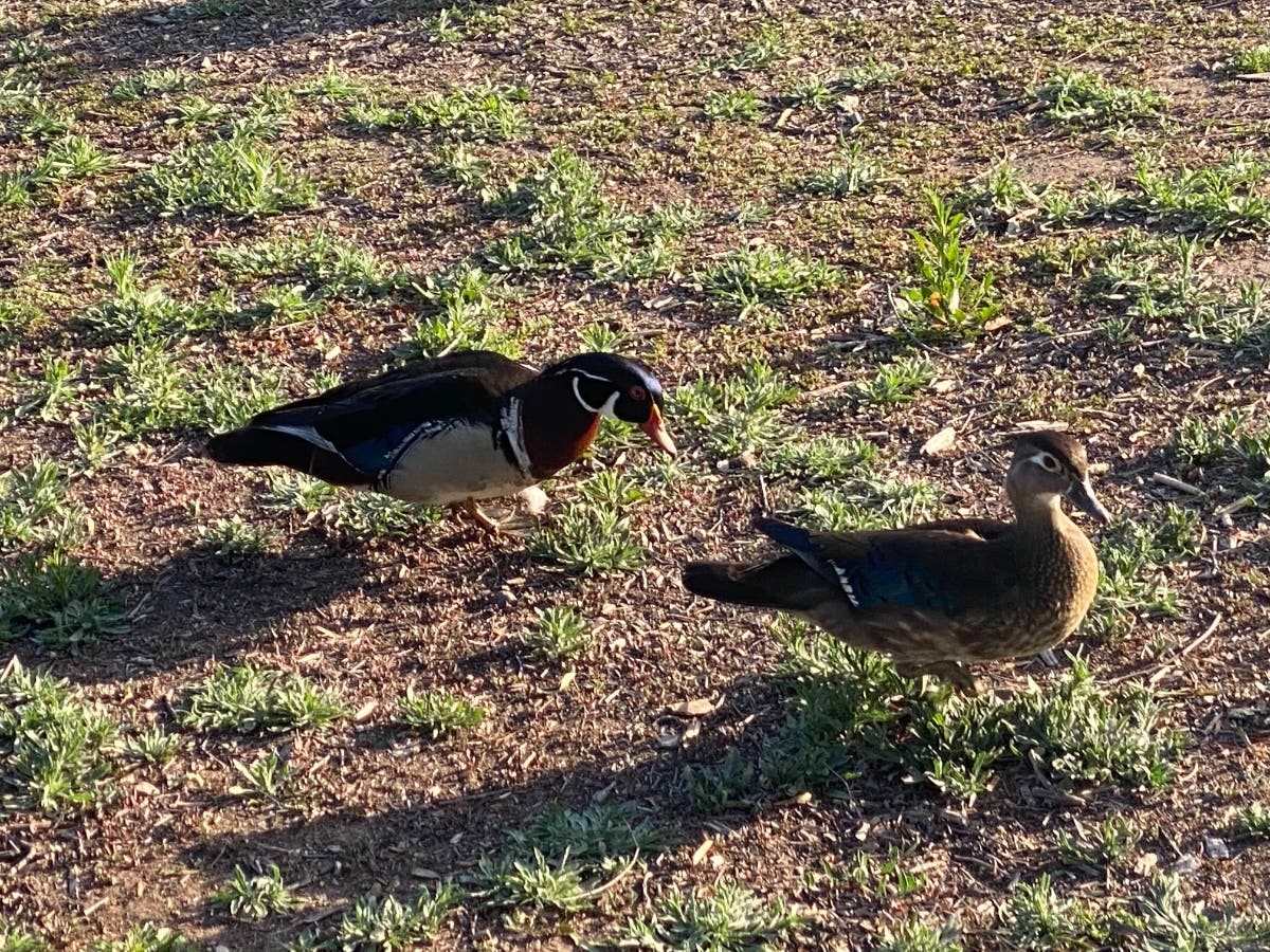 Ducks at Lindo Lake County Park​ in Lakeside.