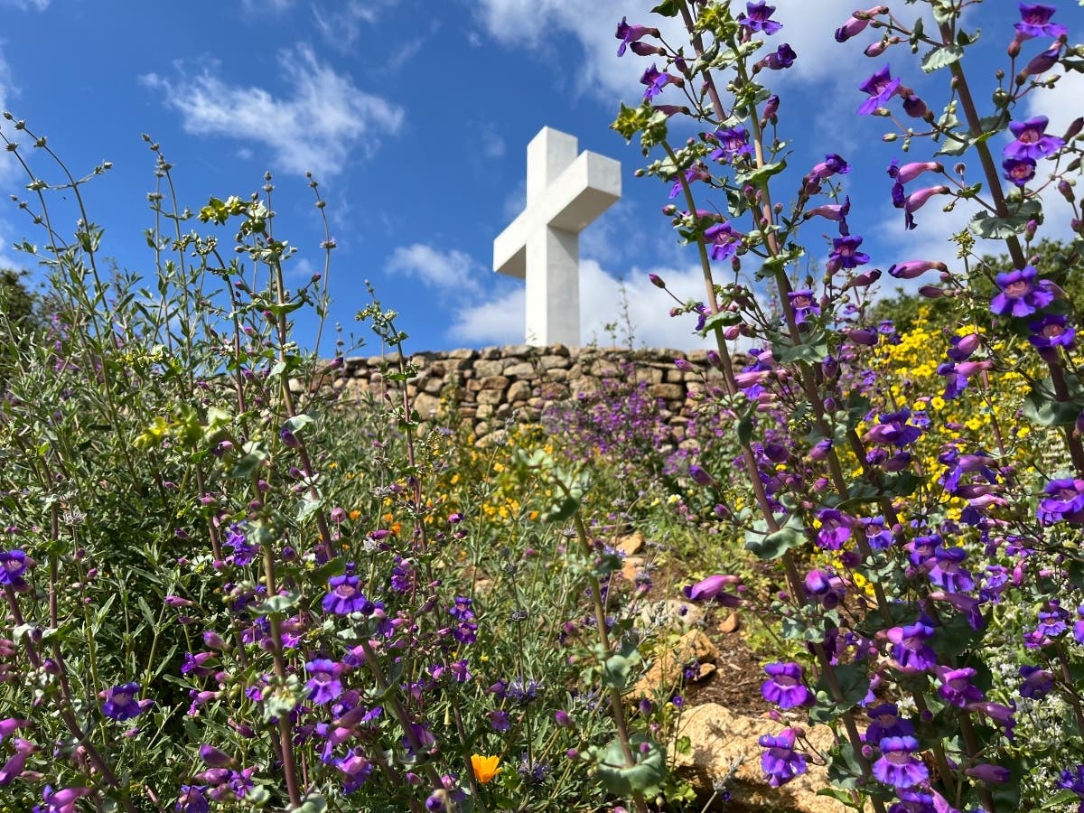 The wildflowers at Mt. Helix Park.