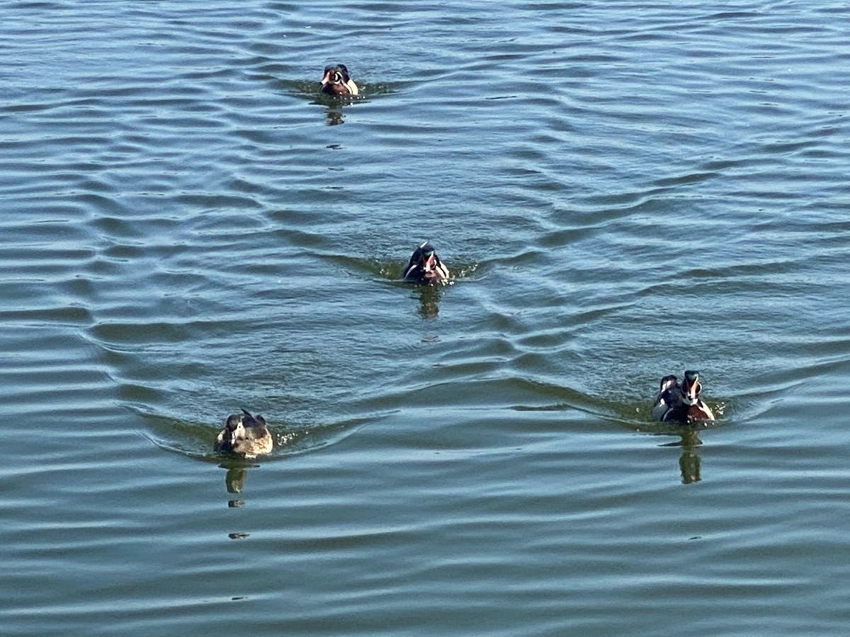 Ducks at Santee Lakes in Santee, California.