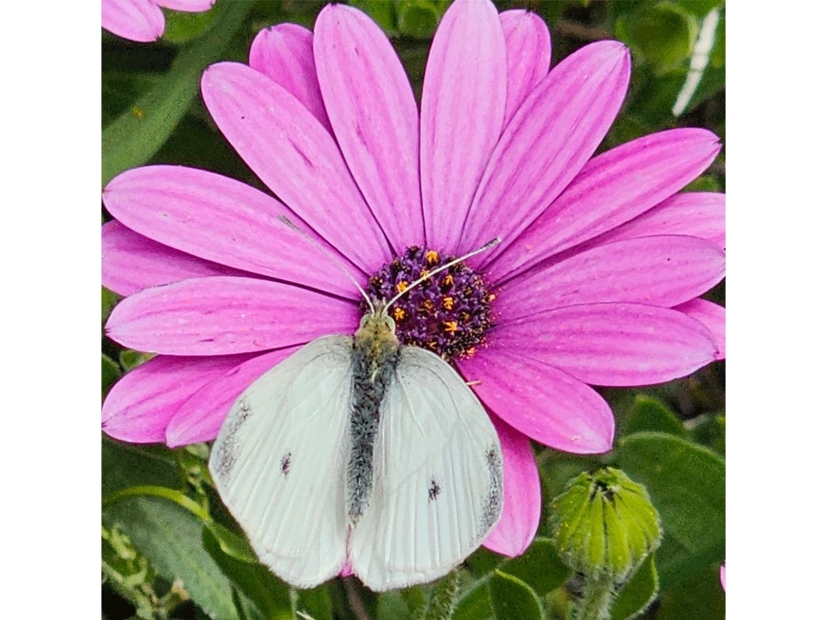 A moth in Ramona, California. 