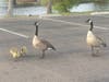 Geese and goslings at Santee Lakes in Santee, California. 