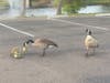Geese and goslings at Santee Lakes in Santee, California. 