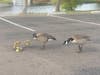 Geese and goslings at Santee Lakes in Santee, California. 