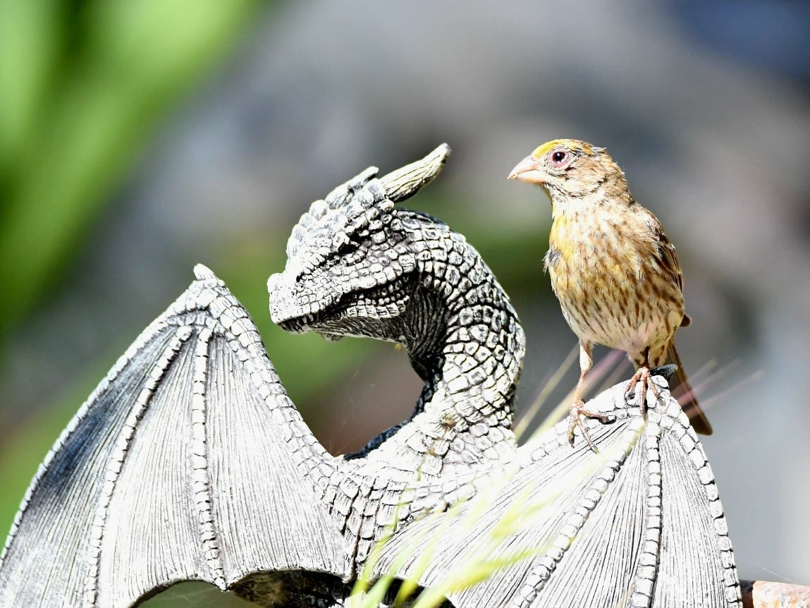 A house finch in Ramona, California. 