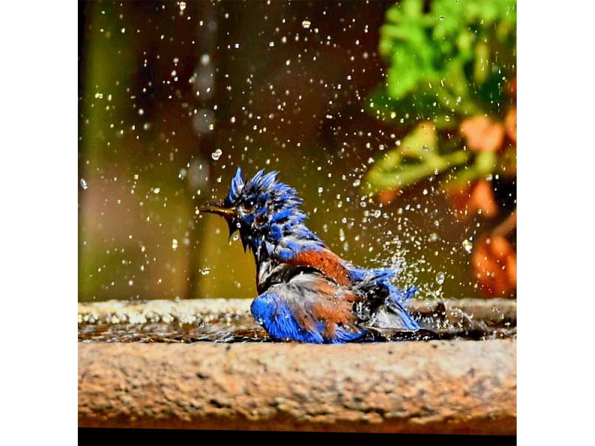 A bathing western bluebird in Ramona, California. 