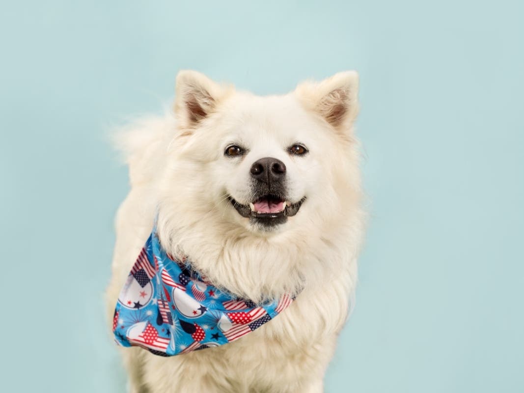 The San Diego Humane Society​ is waiving pet licensing and microchipping​ fees from Tuesday through July 2. Late fees will also be waived.