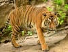 A tiger at the San Diego Zoo. 