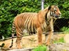 A tiger at the San Diego Zoo. 