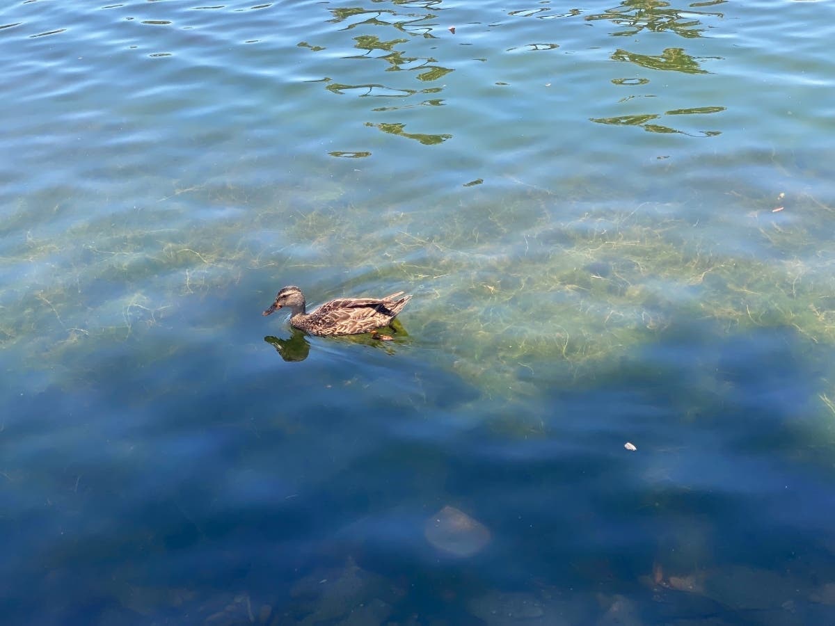 A duck swimming at Santee Lakes.
