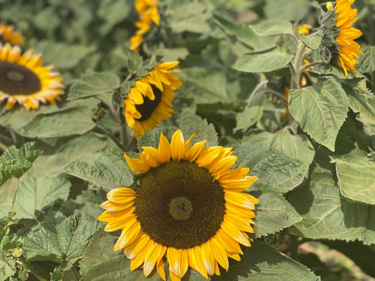 Sunflowers at Carlsbad Strawberry Company​ in Carlsbad, California. 