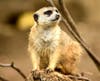 A meerkat at the San Diego Zoo in San Diego, California. 