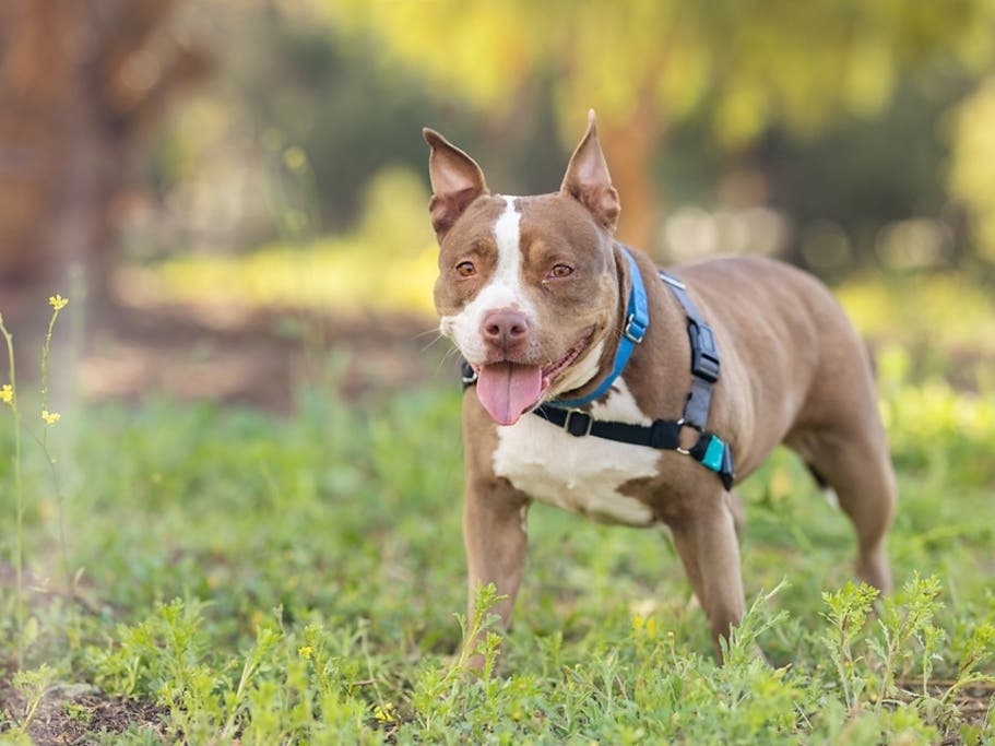 San Diego Humane Society​ has a record 2,524 animals in care, and 1,202 of them are available for adoption​. ​
