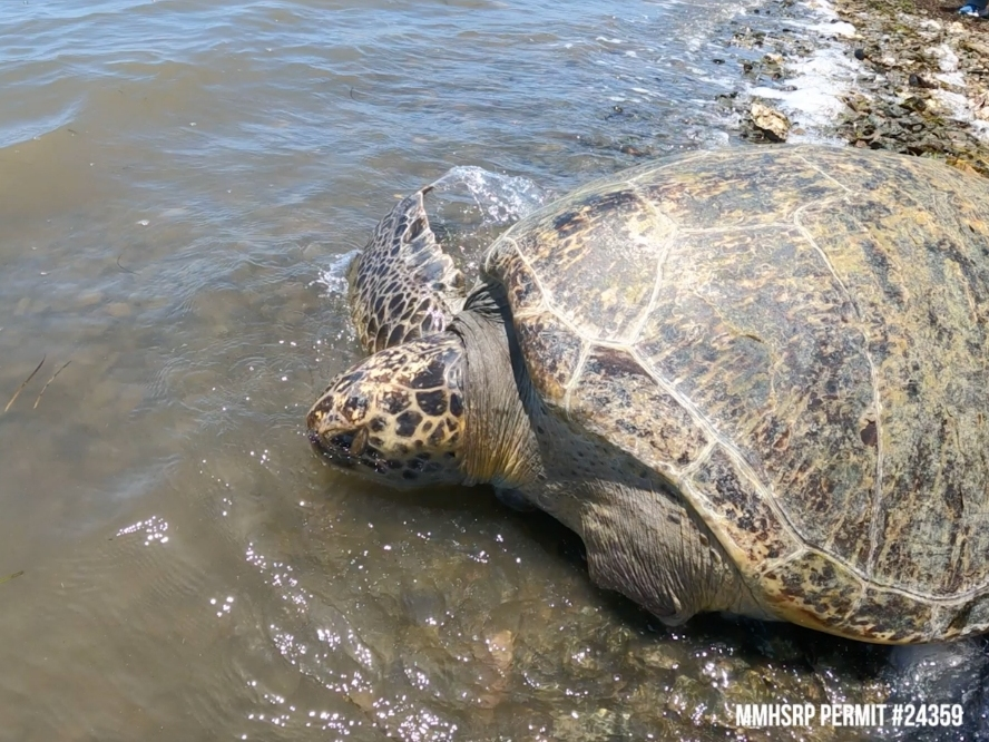Georgia was returned to a marine protected area in the South Bay, where there is a resident population of green sea turtles.