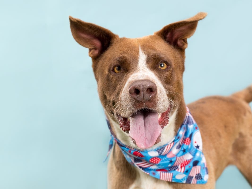 Statistics show one out of every three pets will become lost during their lifetime, and only one in 10 will be found, according to the San Diego Humane Society.