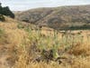 Artichoke thistle in peak bloom at Sycamore Canyon Open Space Preserve.