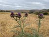 Artichoke thistle in peak bloom at Sycamore Canyon Open Space Preserve.