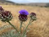 Artichoke thistle in peak bloom at Sycamore Canyon Open Space Preserve.