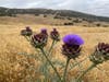 Artichoke thistle in peak bloom at Sycamore Canyon Open Space Preserve.