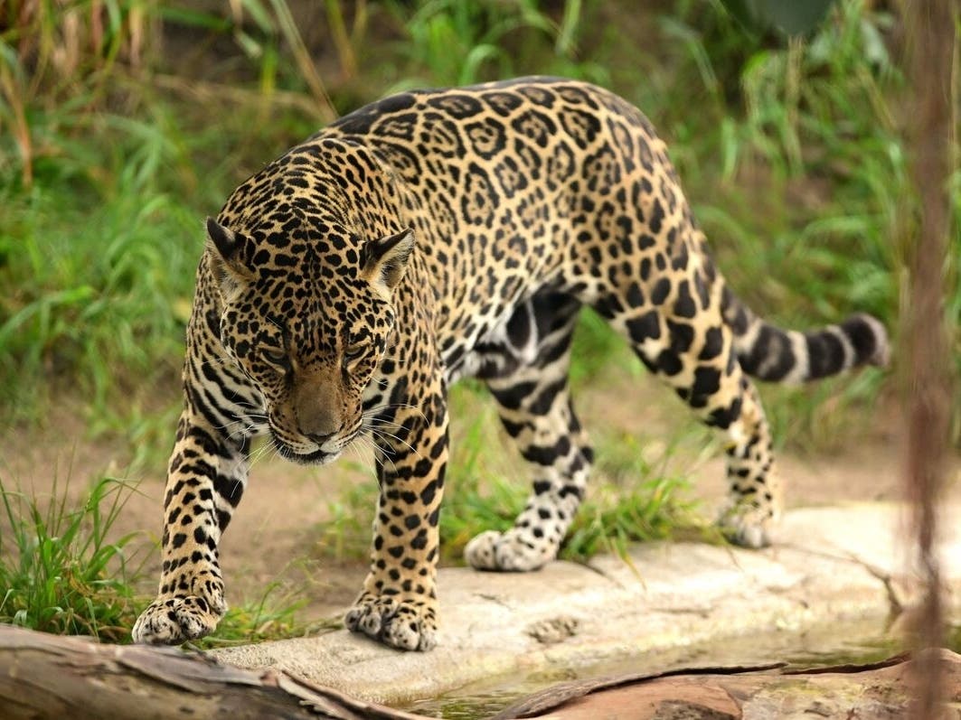Jaguar At The San Diego Zoo: Photos Of The Day | San Diego, CA Patch