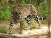 A jaguar​ at the San Diego Zoo in San Diego, California. 