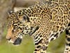 A jaguar​ at the San Diego Zoo in San Diego, California. 