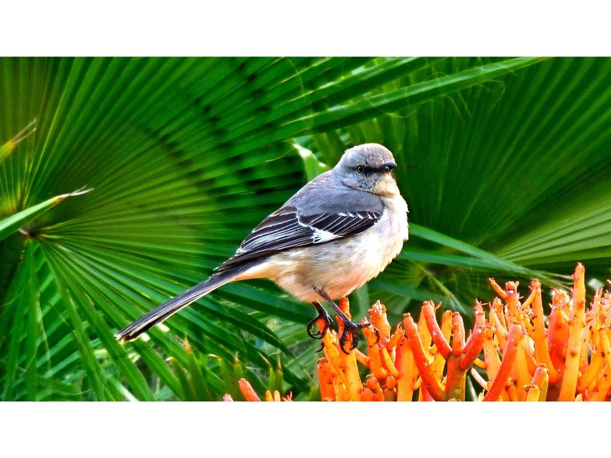 A mockingbird in Ramona, California. 