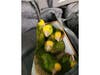 Yellow-headed parrots were seized June 16 at the San Ysidro Port of Entry.