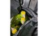 Yellow-headed parrots were seized June 16 at the San Ysidro Port of Entry.