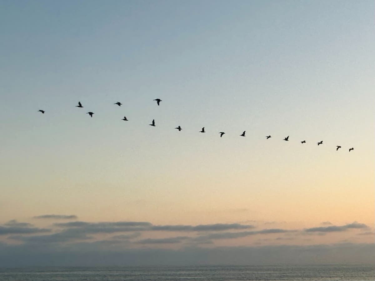 Pelicans flying over Carlsbad State Beach.