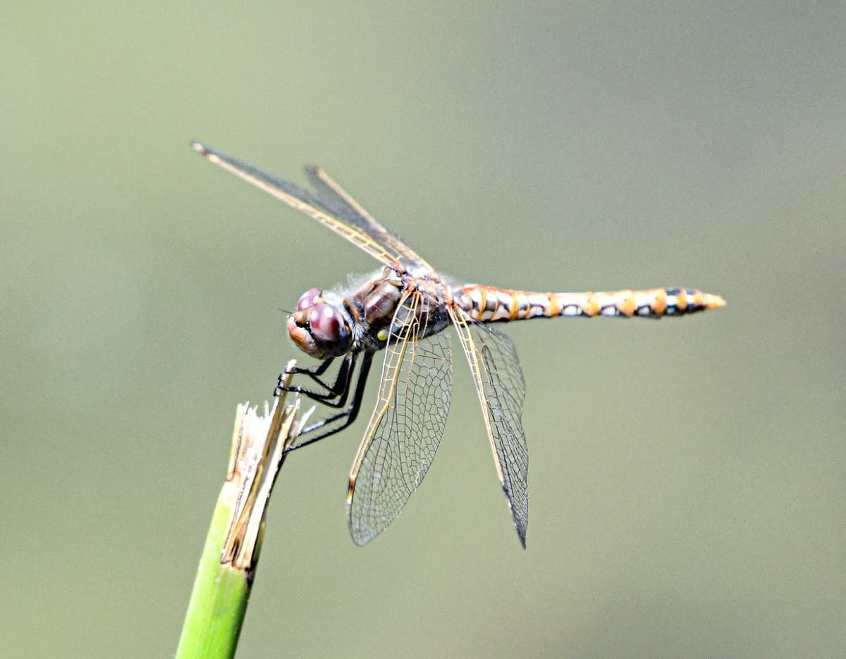 A dragonfly at Santee Lakes.