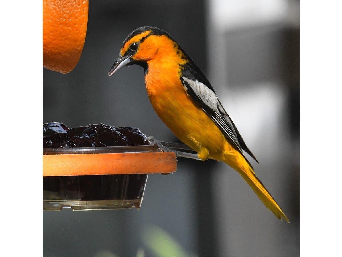 A Bullock's oriole​ in Ramona, California. 
