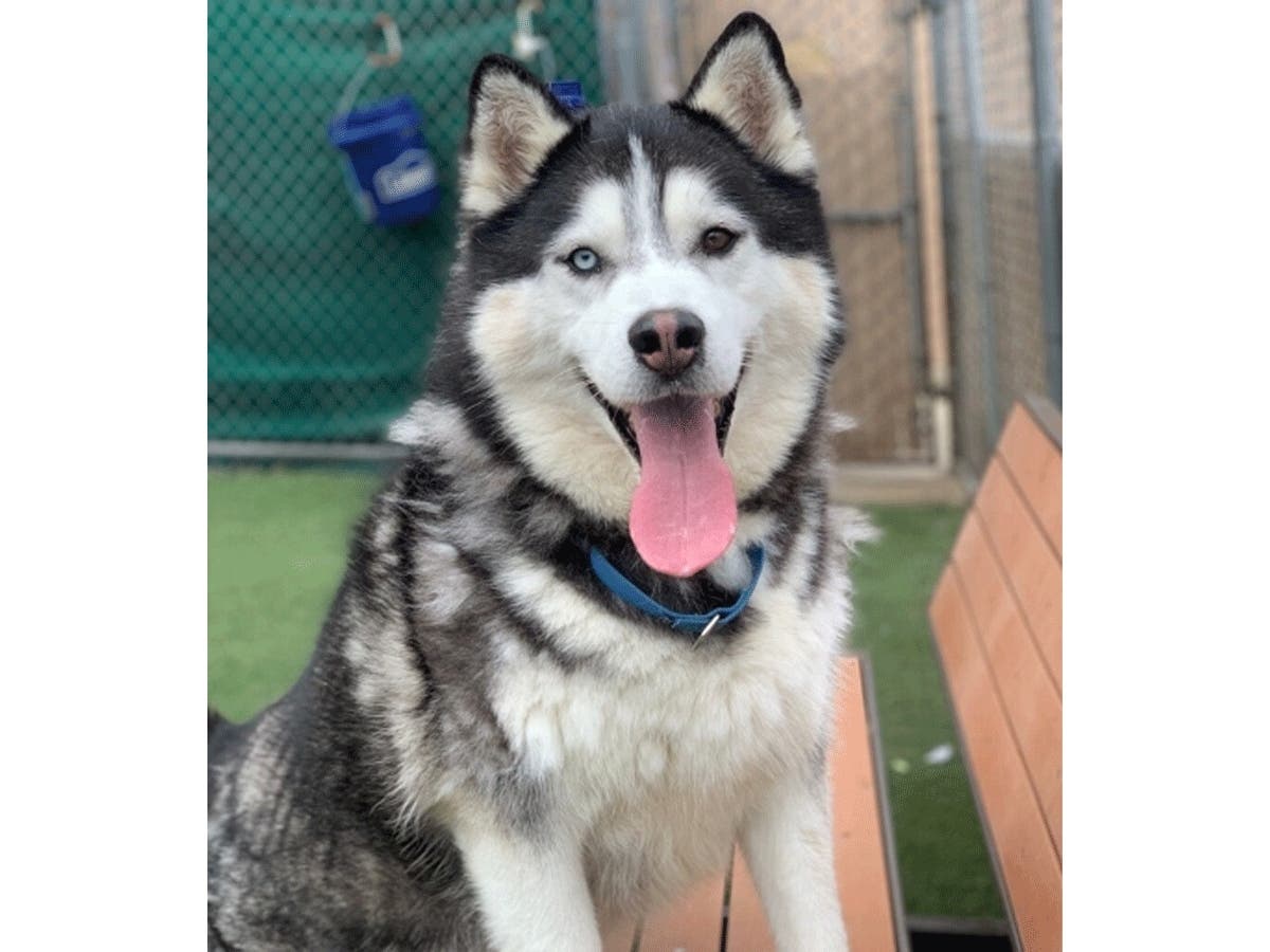 Statistics show one out of every three pets will become lost during their lifetime, and only one in 10 will be found, according to the San Diego Humane Society.