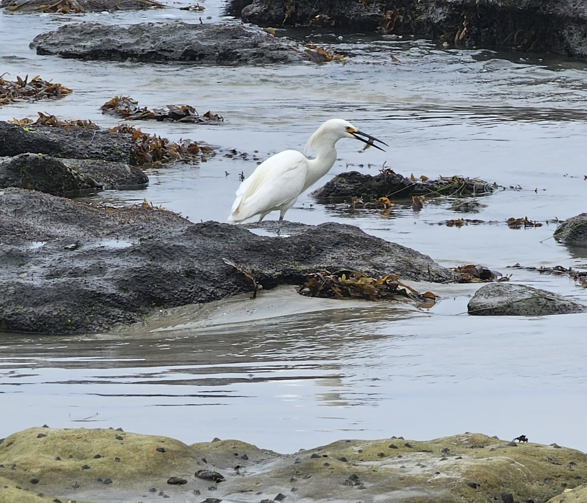 A bird near Swami's Beach in Encinitas, California.
