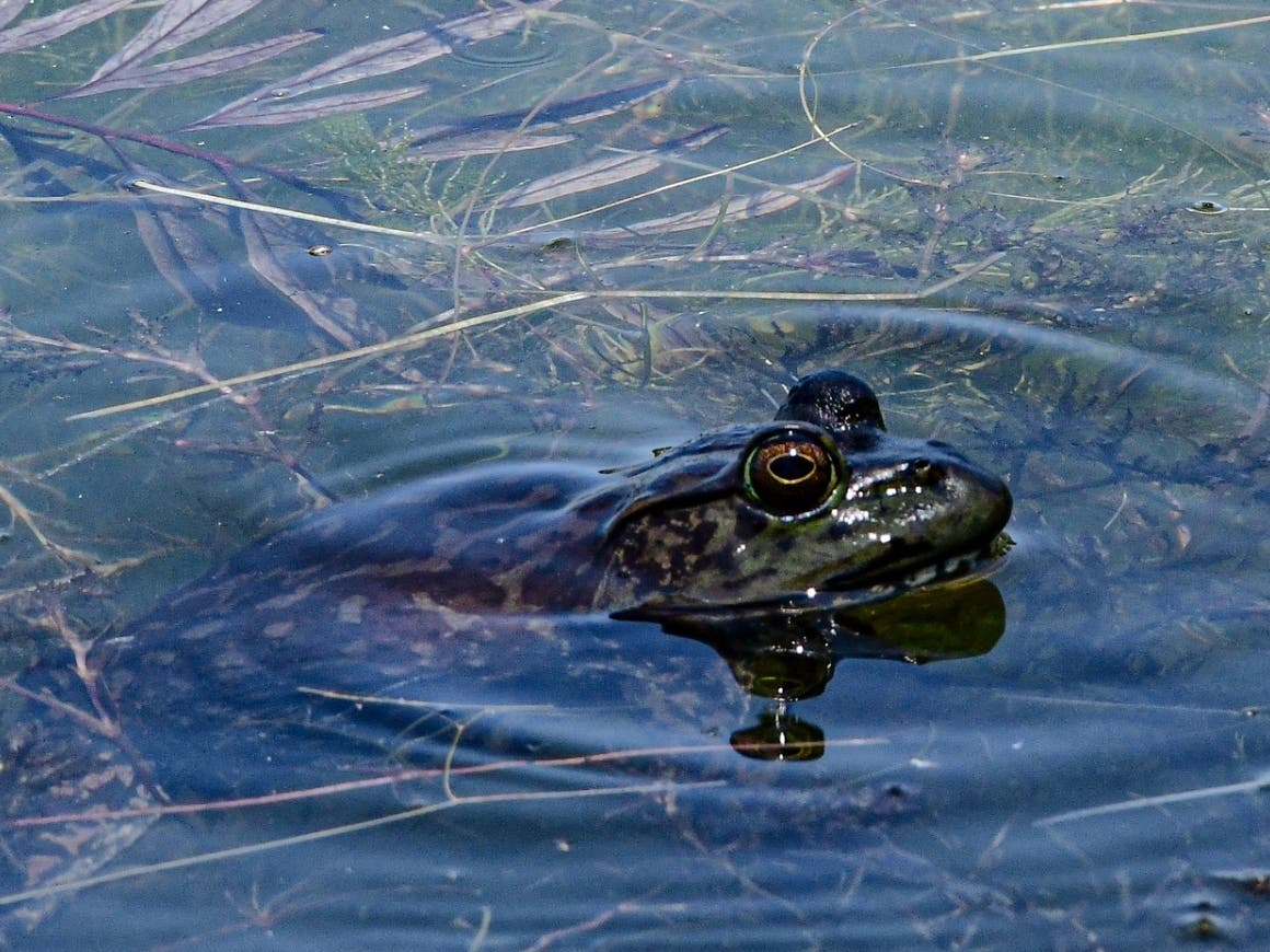 A bullfrog at Santee Lakes. 