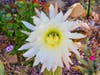 A cactus flower in Ramona, California. 