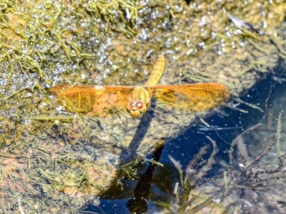 A dragonfly at Santee Lakes.