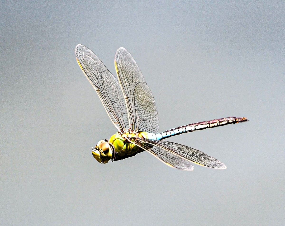 A dragonfly at Santee Lakes.